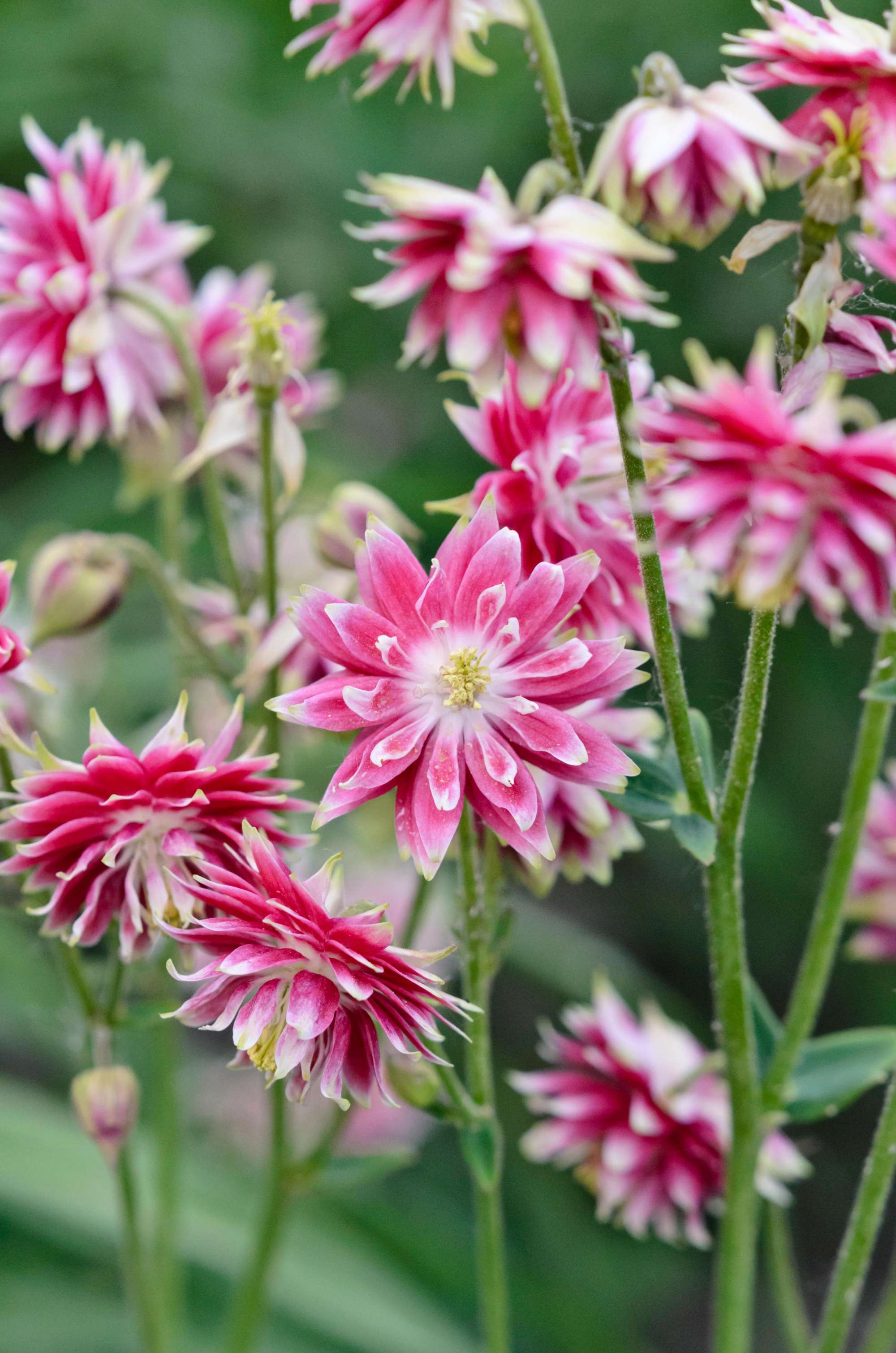 Akleja 'Nora Barlow'